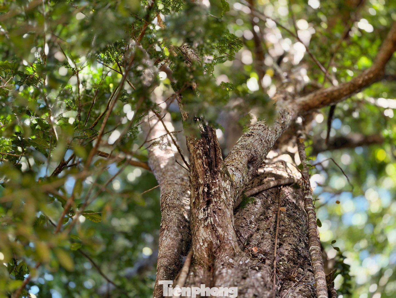 Tận thấy 'thần mộc' hàng nghìn năm tuổi ẩn mình trên núi cao Lâm Đồng - 8