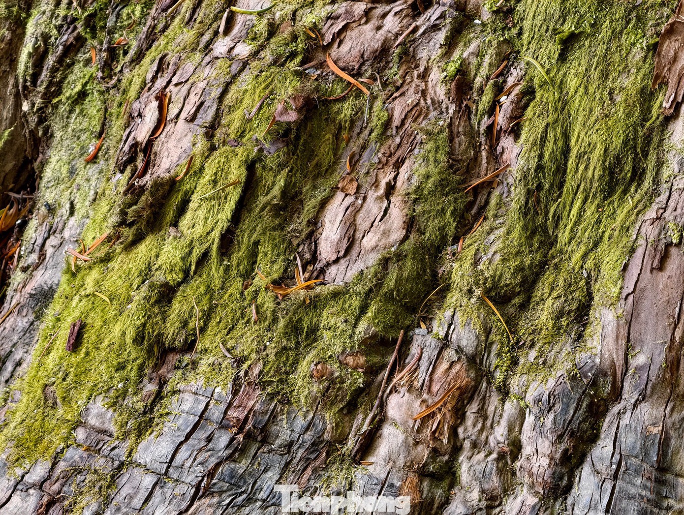 Tận thấy 'thần mộc' hàng nghìn năm tuổi ẩn mình trên núi cao Lâm Đồng - 9