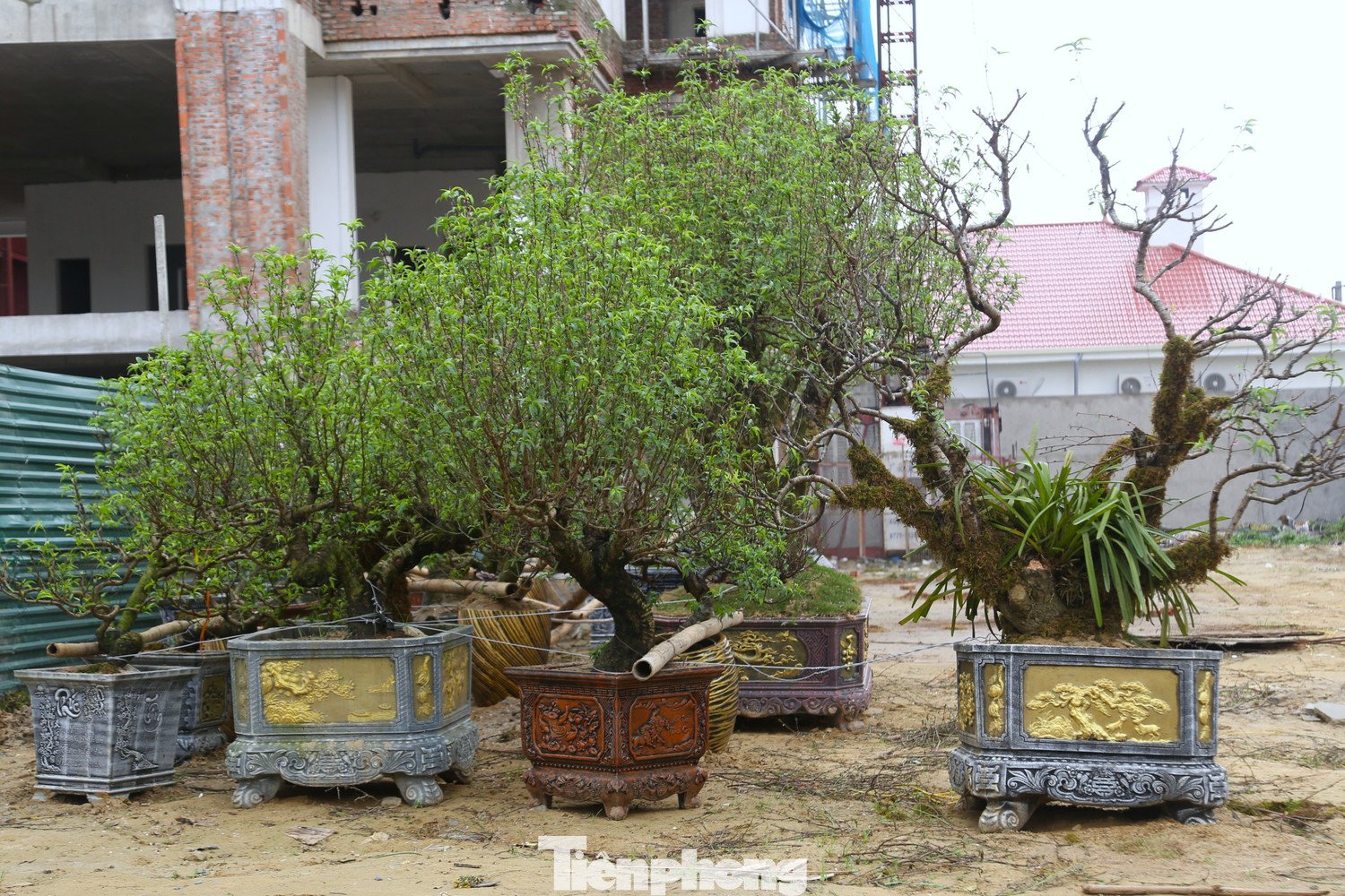 Những gốc đào cuốn rêu nằm dài trên Đại lộ Lê Nin.