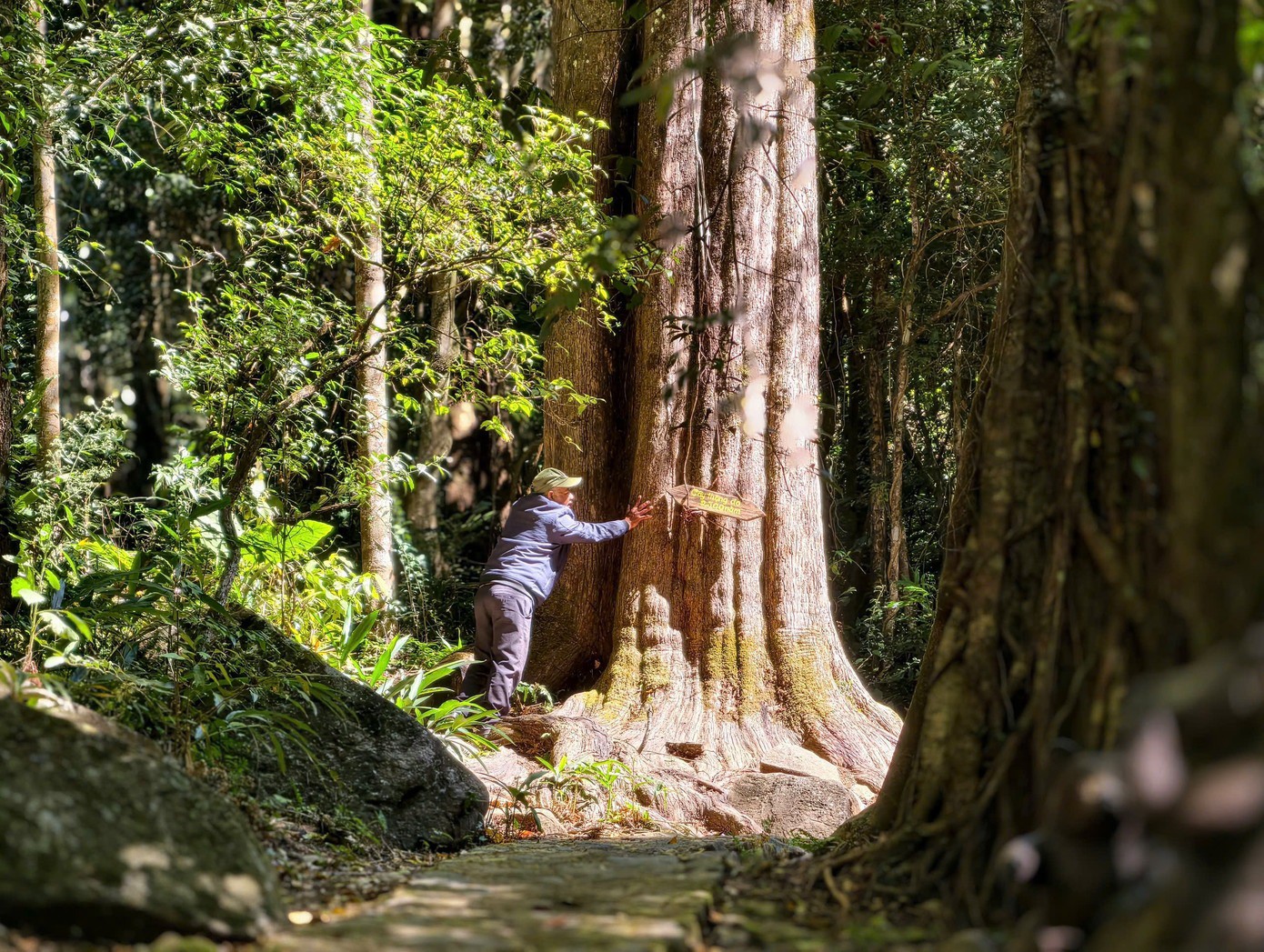 Tận thấy 'thần mộc' hàng nghìn năm tuổi ẩn mình trên núi cao Lâm Đồng - 13