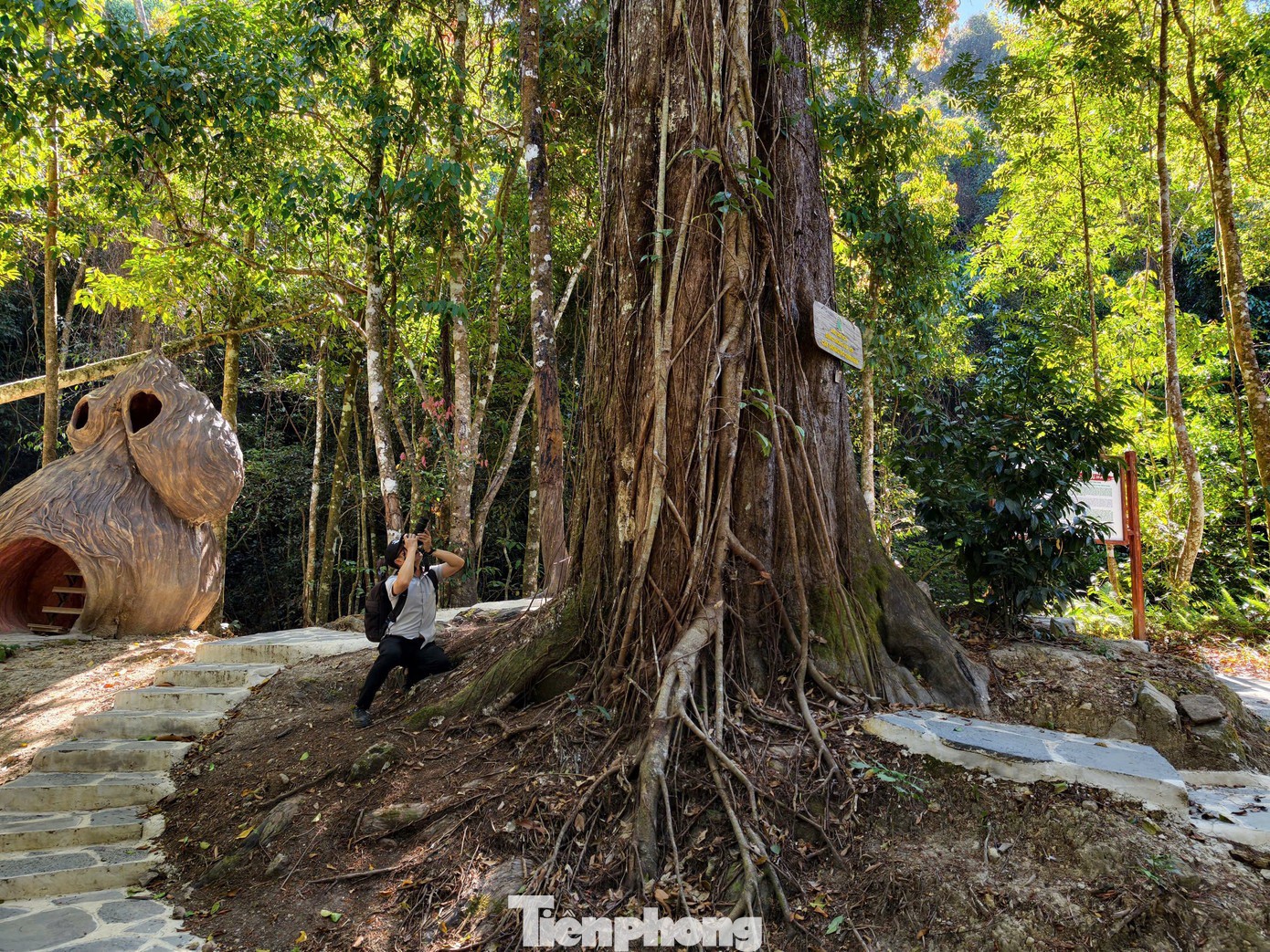 Tận thấy 'thần mộc' hàng nghìn năm tuổi ẩn mình trên núi cao Lâm Đồng - 14