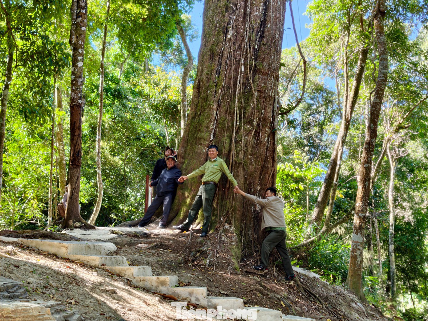 Các cổ thụ được xem là biểu tượng sinh thái của khu rừng.