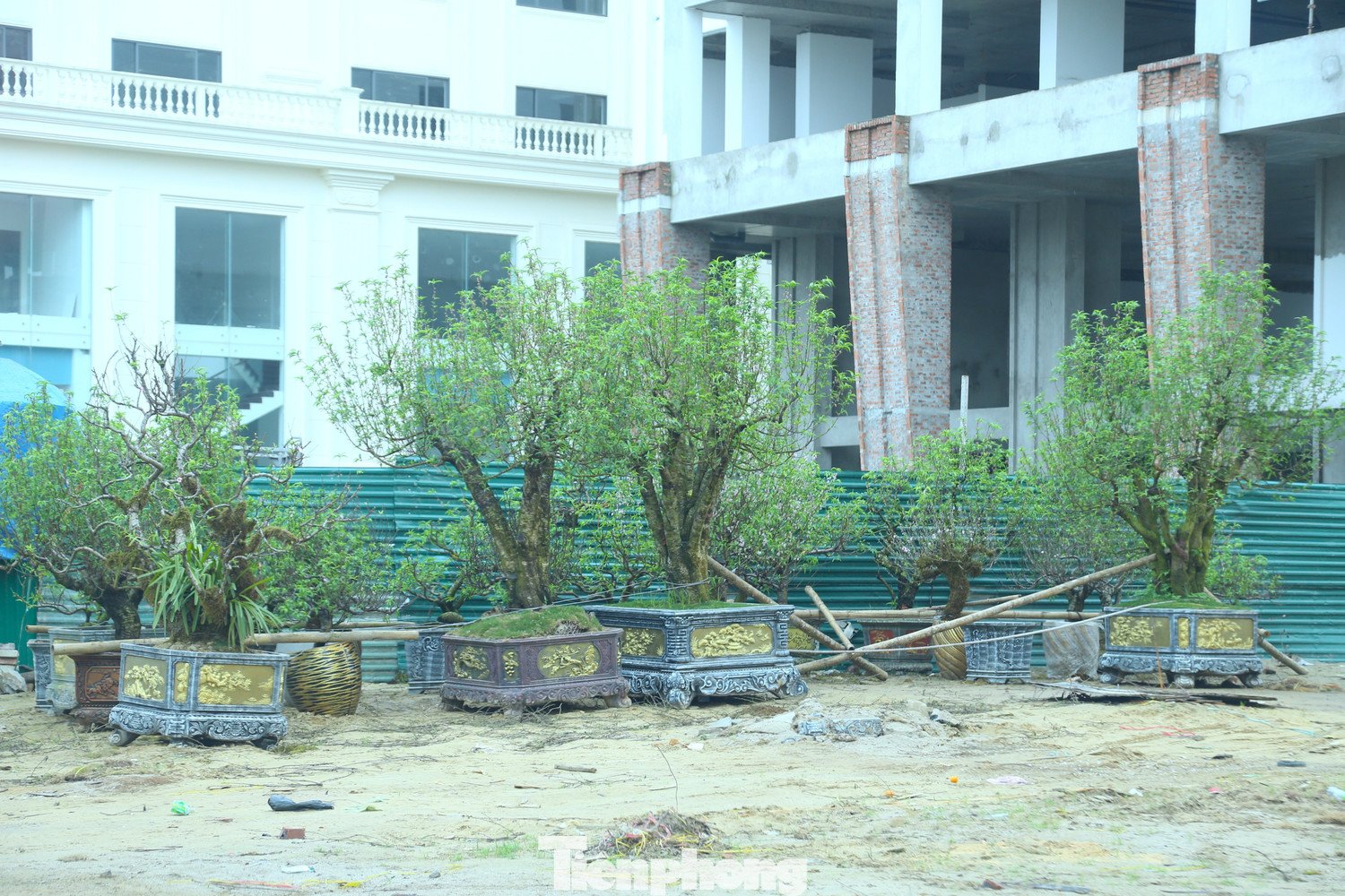 Những gốc đào cuốn rêu nằm dài trên Đại lộ Lê Nin.