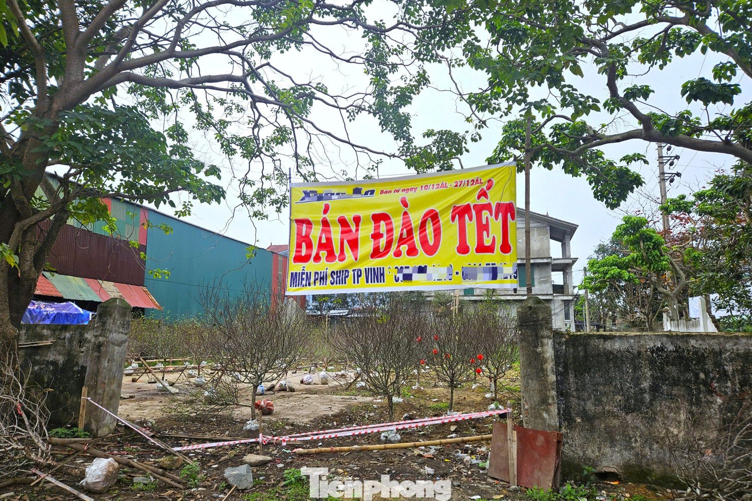 Hàng chục gốc đào tại ngã tư Nguyễn Cảnh Hoan giao Ngô Gia Tự (phường Vinh Hưng).