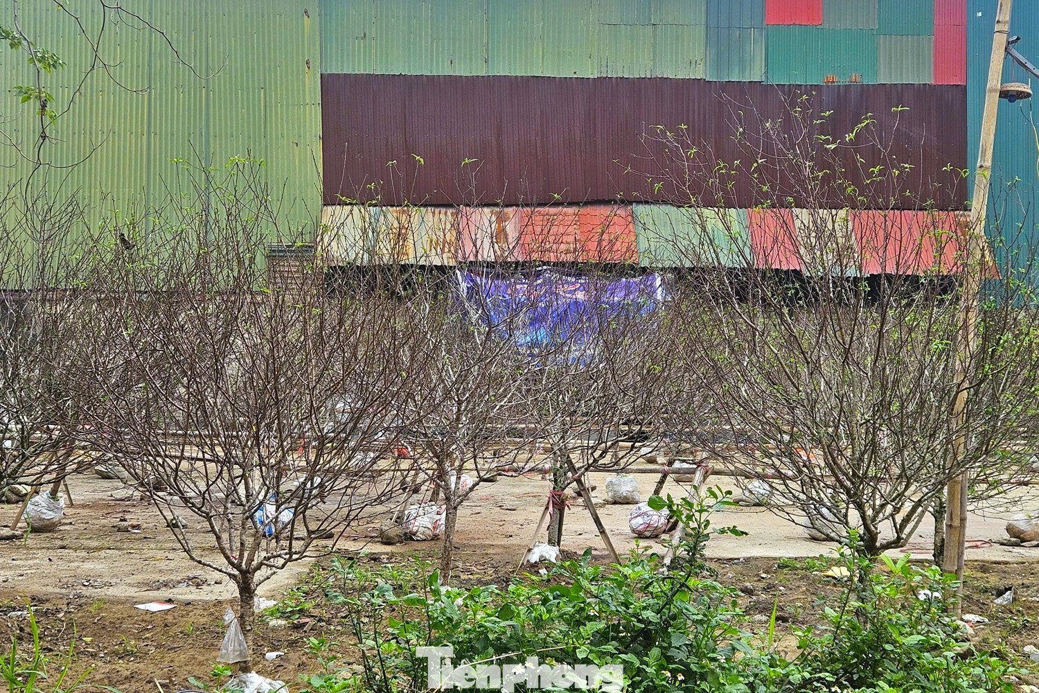 Hàng chục gốc đào tại ngã tư Nguyễn Cảnh Hoan giao Ngô Gia Tự (phường Vinh Hưng).