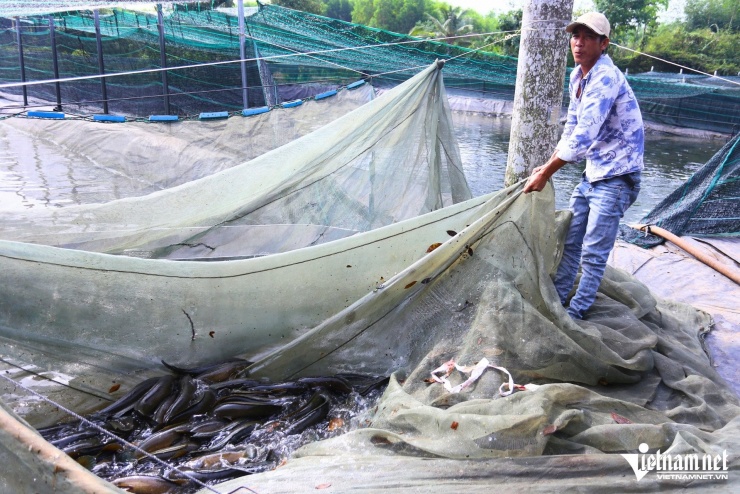 Anh Nguyễn Thanh Nhàn (ngụ ấp Tân Đạt, xã An Viễn) cho biết, với diện tích khoảng 500m2, mỗi hồ cá của gia đình anh có thể thu hoạch khoảng 25 tấn cá lóc vào mùa cao điểm.