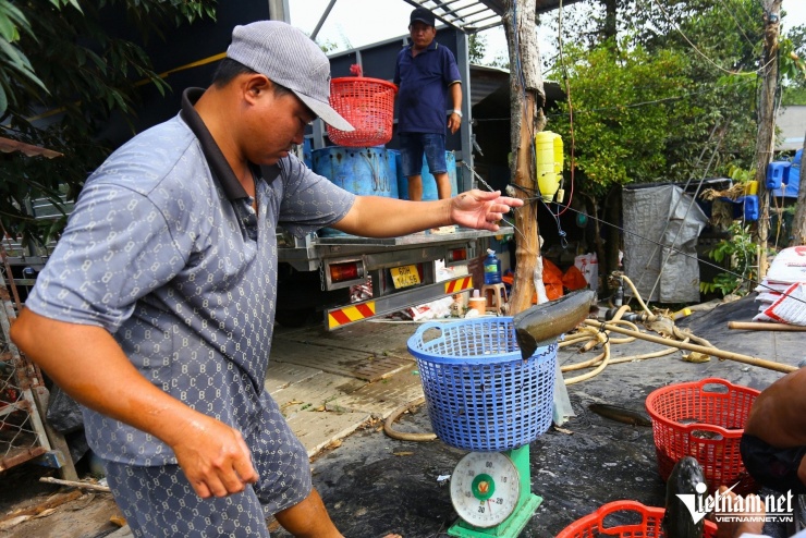 Theo người dân địa phương, cá lóc cúng vía Thần Tài thường được chọn loại từ 1-1,2kg/con, còn tươi sống để khi nướng giữ được độ ngọt thịt. Vì vậy, nhiều hộ đã chủ động canh thời điểm thả để cá đạt trọng lượng đúng vào dịp mùng 10 tháng Giêng này.