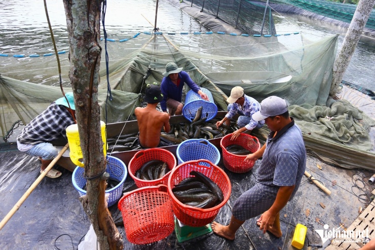 Theo ghi nhận của PV VietNamNet, từ sớm, tại nhiều ao cá đã rộn ràng tiếng máy bơm, tiếng người kéo lưới. Dọc các con đường nhỏ trong ấp, xe tải của các thương lái ra vào liên tục để kịp cung ứng cho các chợ đầu mối lớn ở Đồng Nai, TPHCM và các khu vực lân cận.