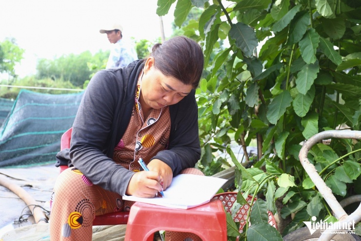 Chị Nguyễn Thị Minh vừa ghi khối lượng cá lóc mỗi lần cân vừa cho biết, cận ngày vía Thần Tài, giá cá lóc tại ao dao động từ 35-40.000 đồng/kg, tùy kích cỡ và chất lượng. Tuy nhiên, giá cũng thay đổi theo từng ngày, phụ thuộc vào lượng cung, cầu ngoài thị trường.