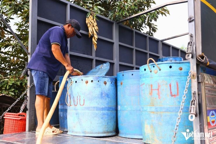 Anh Tài, một thương lái chuyên thu mua cá lóc tại xã An Viễn cho biết, những lứa cá nuôi trải bạt thường bán “chạy” hơn vì hình thức đẹp, ít trầy xước, đáp ứng tiêu chí chọn cá cúng vía Thần Tài.