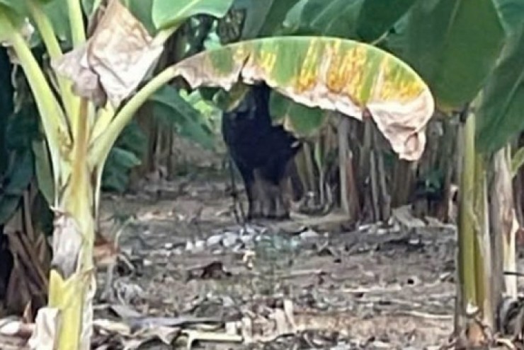 Xuất hiện con trâu hung dữ, húc 2 người bị thương