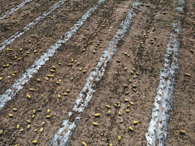 Cánh đồng dưa hấu 25ha ở Gia Lai hư hỏng, do không thống nhất việc mua bán giữa nhóm nông dân và thương lái.