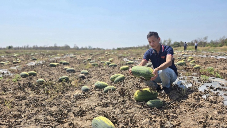 Ruộng dưa quá thời hạn thu hoạch, đành vứt bỏ đầy đồng.