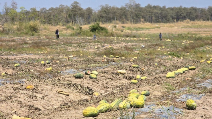 Ruộng dưa hư hỏng trên đồng, khiến nhiều người chứng kiến không khỏi xót xa.
