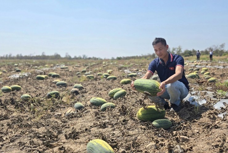 "Đau đớn" nhìn 500 sào dưa hấu ở Gia Lai bị chết khô không thu hoạch, dù thương lái đã "cọc" 7,5 tỷ đồng