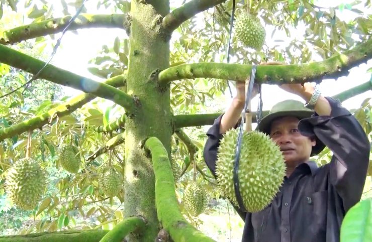Giá sầu riêng "nhảy múa" do thiếu hàng đẹp, bởi kỹ thuật chăm sóc trong giai đoạn nghịch vụ của nông dân ở một số nơi "chưa chuẩn". Ảnh: T.Đ