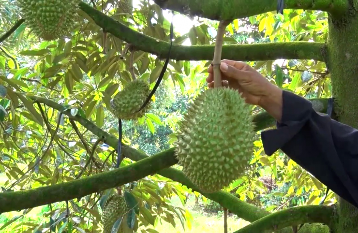 Giá sầu riêng tăng cao: Thương lái đỏ mắt tìm mua hàng đẹp. Ảnh: T.Đ