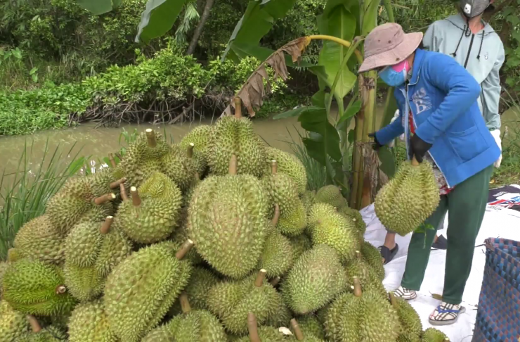 Giá sầu riêng tăng cao: Lỗ hổng trong chuỗi cung ứng. Ảnh: T.Đ
