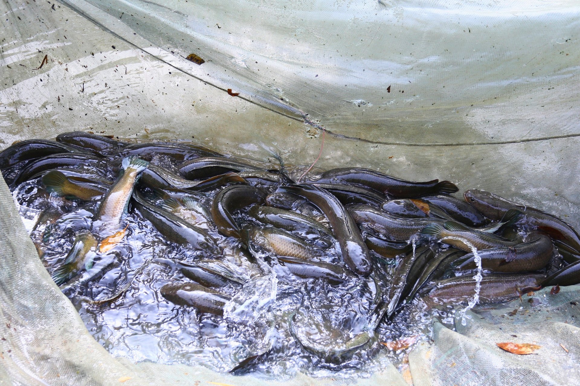 Từ sáng sớm, nhân công đã có mặt kéo lưới, gom cá vào một góc hồ rồi nhanh tay phân loại theo kích cỡ. Cá đạt chuẩn được cân ngay tại chỗ, cho vào thùng nhựa lớn trên xe tải của thương lái để kịp giao về các vựa cá và chợ đầu mối trong ngày.