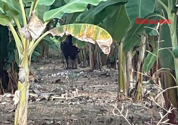 Sau khi húc người, con trâu này chạy vào các khu vườn của người dân gần đó. Ảnh: Chiến Trung