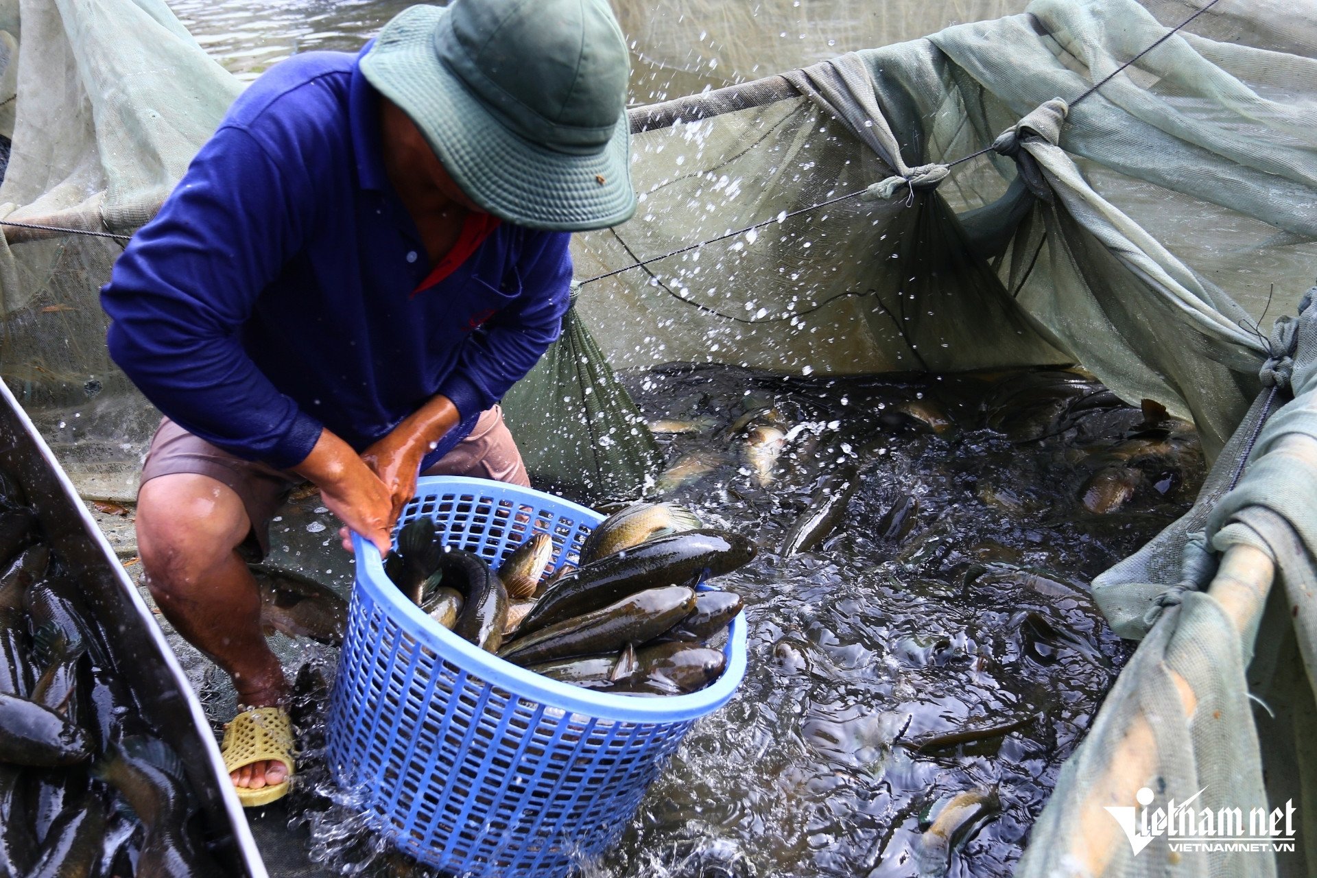Từ sáng sớm, nhân công đã có mặt kéo lưới, gom cá vào một góc hồ rồi nhanh tay phân loại theo kích cỡ. Cá đạt chuẩn được cân ngay tại chỗ, cho vào thùng nhựa lớn trên xe tải của thương lái để kịp giao về các vựa cá và chợ đầu mối trong ngày.