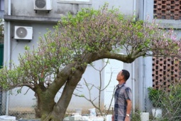 Đào, mai ế ẩm nằm dài bên đường sau Tết