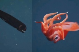 Chạm trán những sinh vật ngoạn mục dưới đáy biển sâu