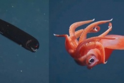 Chạm trán những sinh vật ngoạn mục dưới đáy biển sâu