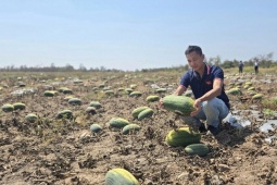 "Đau đớn" nhìn 500 sào dưa hấu ở Gia Lai bị chết khô không thu hoạch, dù thương lái đã "cọc" 7,5 tỷ đồng