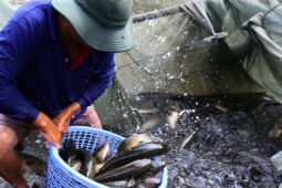 Làng nuôi cá lóc ở Đồng Nai tất bật 'chốt đơn' trước ngày vía Thần Tài