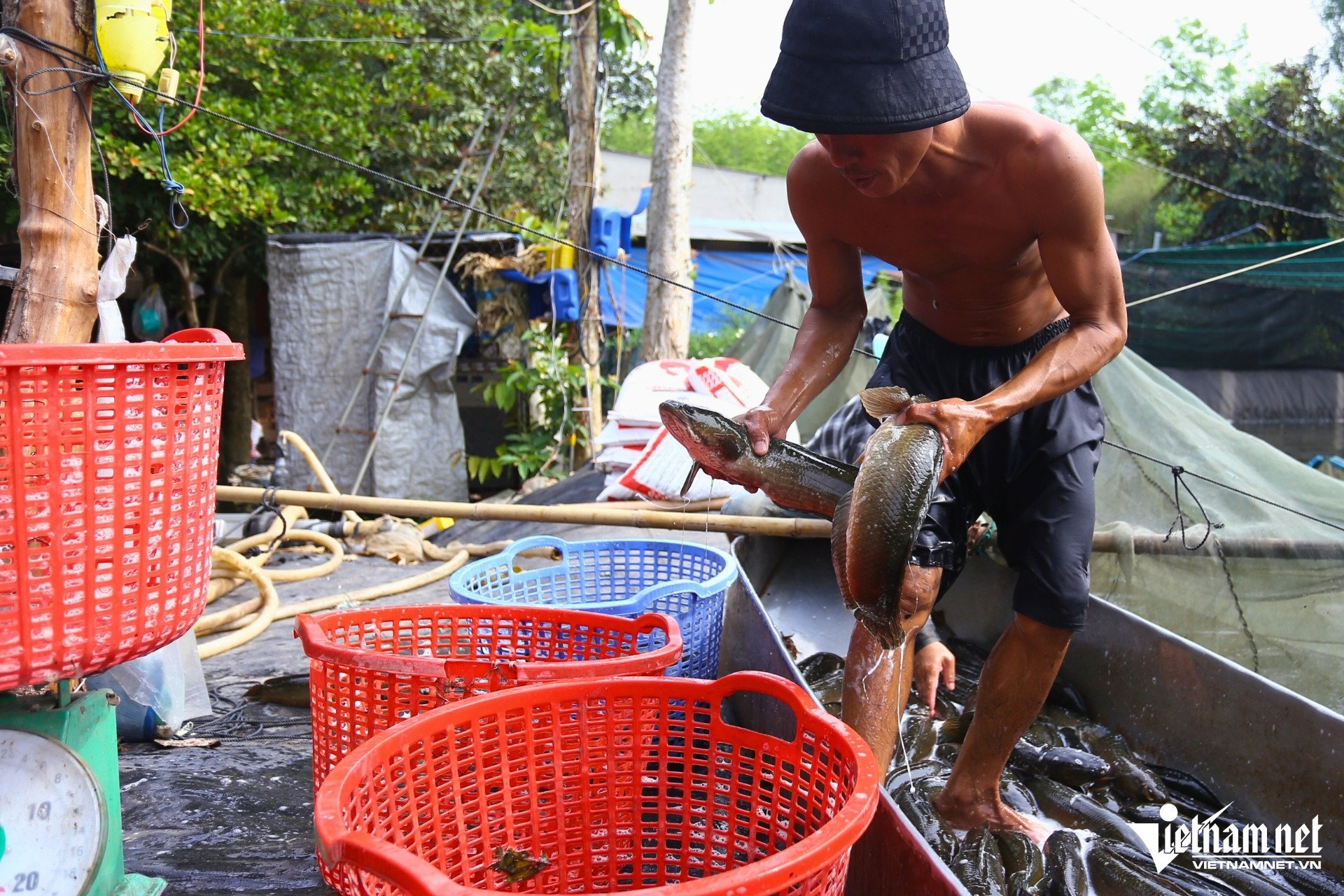 Từ sáng sớm, nhân công đã có mặt kéo lưới, gom cá vào một góc hồ rồi nhanh tay phân loại theo kích cỡ. Cá đạt chuẩn được cân ngay tại chỗ, cho vào thùng nhựa lớn trên xe tải của thương lái để kịp giao về các vựa cá và chợ đầu mối trong ngày.