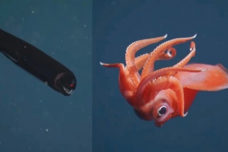 Chạm trán những sinh vật ngoạn mục dưới đáy biển sâu