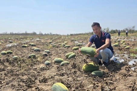 "Đau đớn" nhìn 500 sào dưa hấu ở Gia Lai bị chết khô không thu hoạch, dù thương lái đã "cọc" 7,5 tỷ đồng