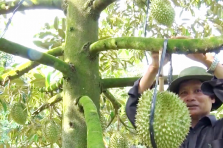 Giá sầu riêng "nhảy múa" theo giờ: Hàng VIP chạm ngưỡng 170.000 đồng/kg vẫn khó mua