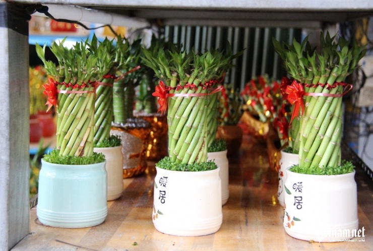 Cây trúc phát tài được nhiều tiểu thương tạo hình bắt mắt. Ảnh: Hà Nguyễn