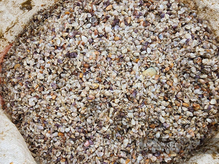 Ốc tép (người dân địa phương gọi là “ốc dép”) được thu mua chủ yếu làm thức ăn cho tôm hùm, giá hiện dao động 300.000–320.000 đồng/tạ.