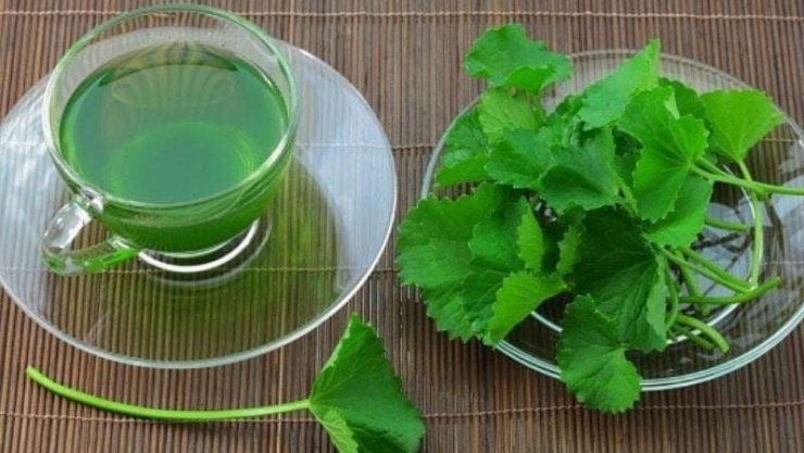 Từ những lá và cọng rau má đem phơi khô, rồi nấu lên cùng nước, thưởng thức ngay khi còn nóng thì bạn sẽ cảm nhận ngay hương vị tươi mát mà nó đem lại. Món trà rau má này cực xuất sắc trong việc giúp đỡ chúng ta thanh nhiệt cơ thể.