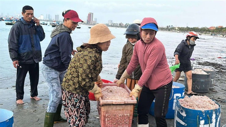 Mùa ruốc năm nay được đánh giá có sản lượng cao. Ảnh: D.B&nbsp;