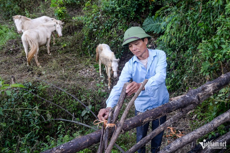 Ông Nông Đức Thơ với công việc chăn thả ngựa hàng ngày. Ảnh: Vũ Hải
