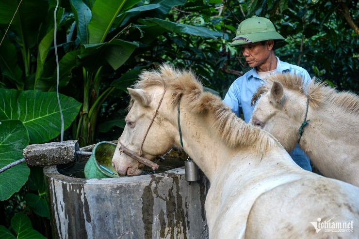 Nuôi ngựa bạch đang là hướng đi mới để phát triển kinh tế tại vùng cao của tỉnh Lạng Sơn. Ảnh: Vũ Hải