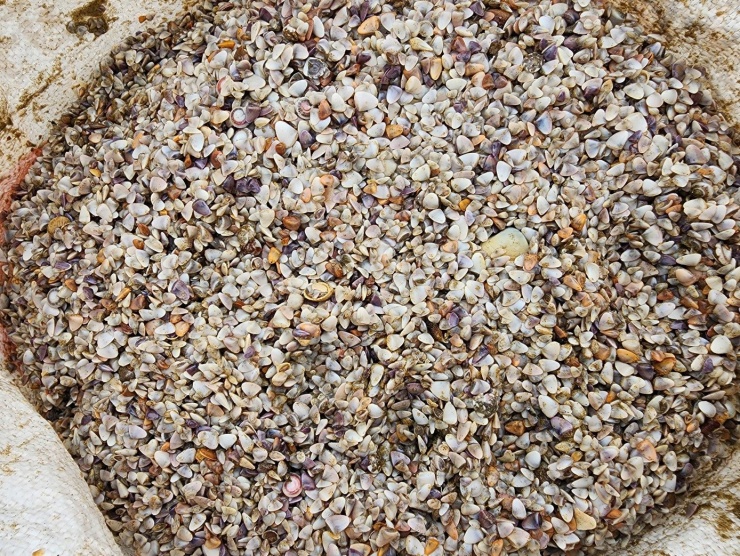 Thương lái thu mua cho biết, toàn bộ số ốc tép này chủ yếu được xay làm thức ăn phục vụ nuôi trồng thủy sản, đặc biệt là tôm hùm.