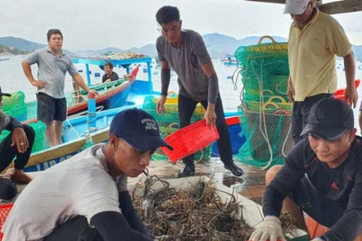 Con thịt ngọt như nước ninh xương, có 3 cặp râu dài, nuôi ở Việt Nam, bán cho nhà giàu Trung Quốc,thu 900 triệu USD