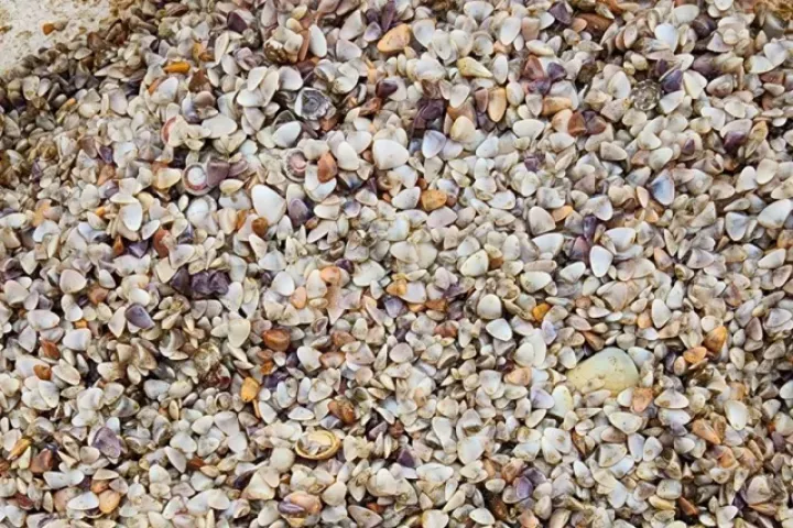 Ốc tép dạt trắng bờ biển, người dân bắt được cả tấn