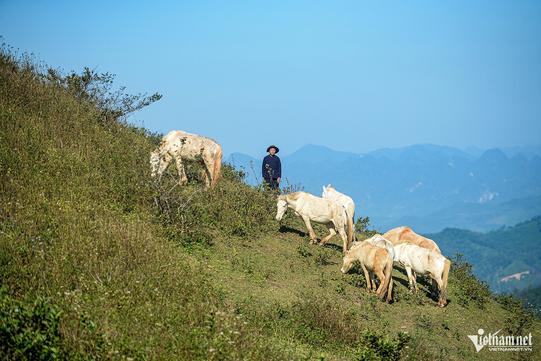 Ngựa bạch được chăn thả tự nhiên trên những núi cao, khí hậu thuận lợi và nguồn cỏ sạch. Ảnh: Vũ Hải