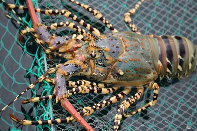 Con thịt ngọt như nước ninh xương, có 3 cặp râu dài, nuôi ở Việt Nam, bán cho nhà giàu Trung Quốc, thu 900 triệu USD - 1