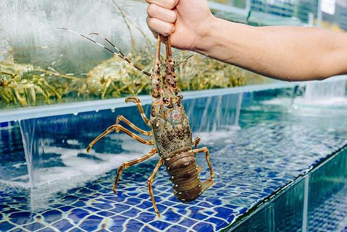 Con thịt ngọt như nước ninh xương, có 3 cặp râu dài, nuôi ở Việt Nam, bán cho nhà giàu Trung Quốc, thu 900 triệu USD - 3