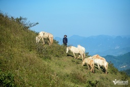 Nuôi ngựa bạch 4 tháng bán 30 triệu đồng/con, lão nông xứ Lạng đổi đời