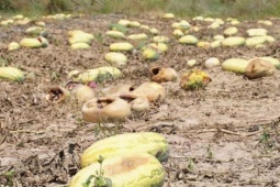 Góc nhìn pháp lý vụ 500 sào dưa hấu ở Gia Lai chết khô: Đặt cọc 7,5 tỷ đồng, ai chịu rủi ro khi "lật kèo" đổi cách mua?