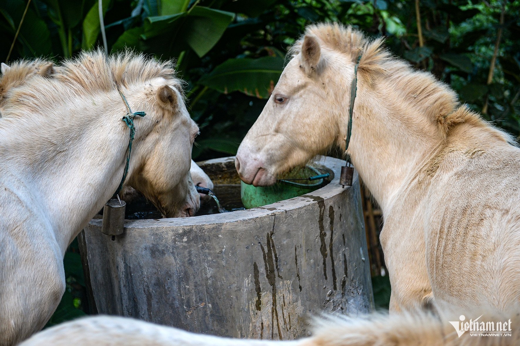 Ngoài việc chăn thả tự nhiên, ngựa bạch khi về chuồng vẫn được cho ăn thêm ngô để tăng cường sức khỏe. Ảnh: Vũ Hải