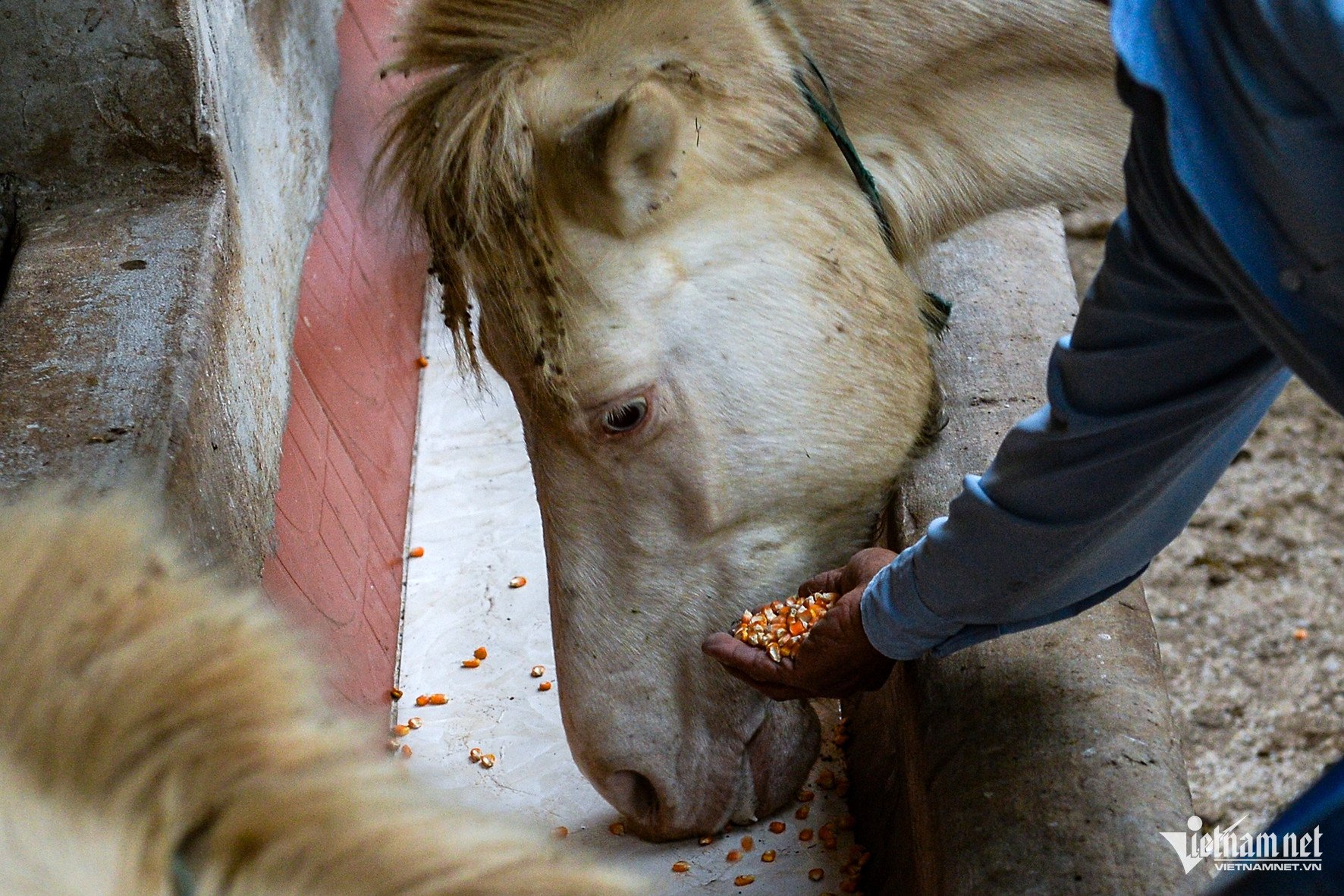 Ngoài việc chăn thả tự nhiên, ngựa bạch khi về chuồng vẫn được cho ăn thêm ngô để tăng cường sức khỏe. Ảnh: Vũ Hải